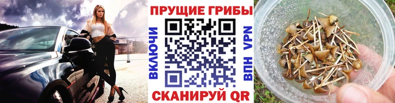Псилоцибиновые грибы MAGIC MUSHROOMS  купить закладку  Гуково 